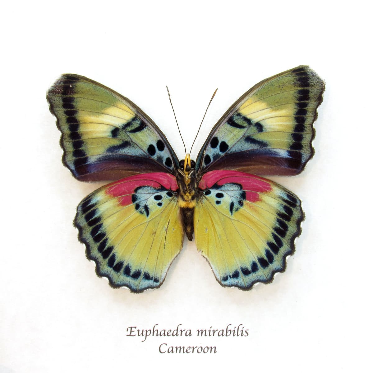 Rare Forester butterfly framed taxidermy - Euphaedra mirabilis - large female