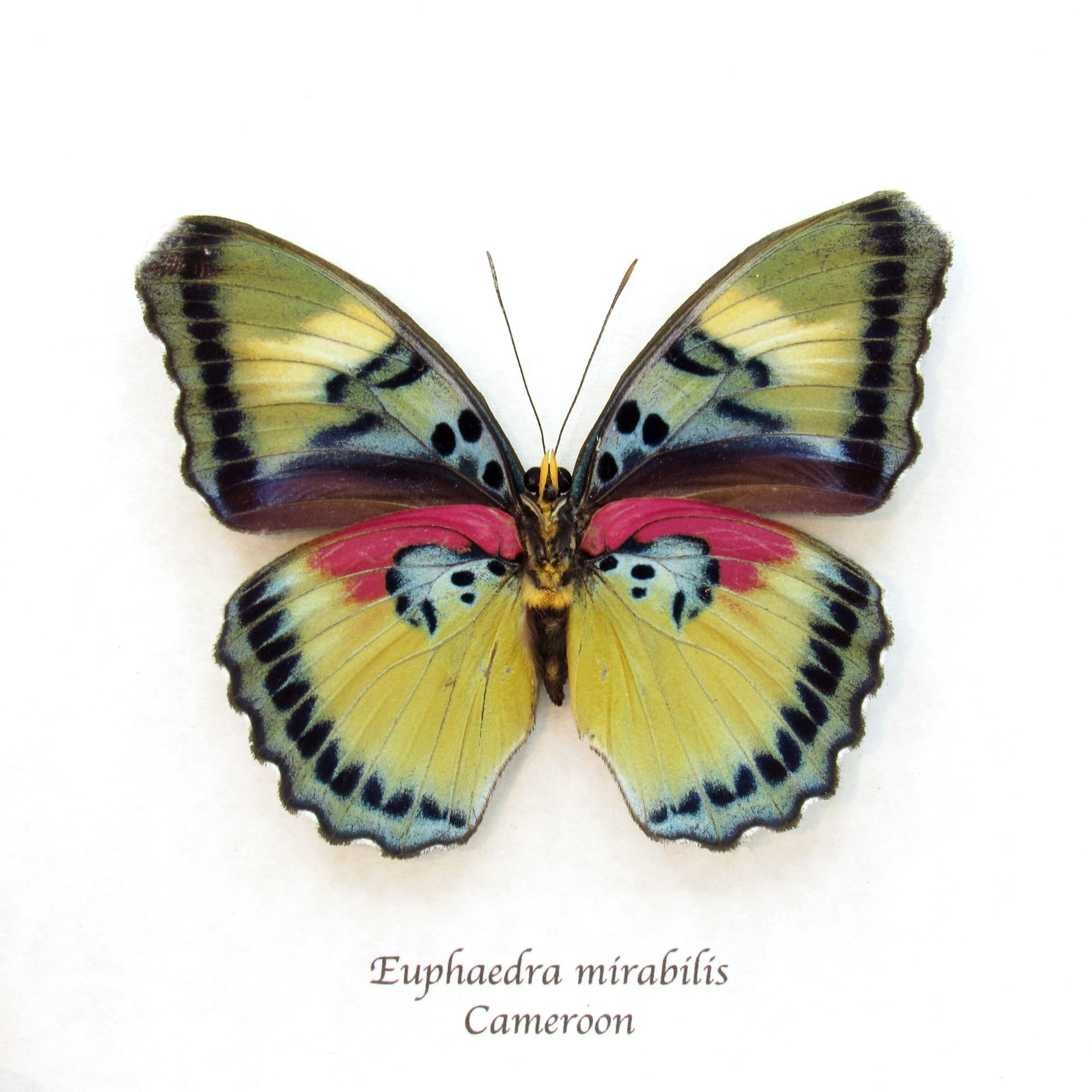 Rare Forester butterfly framed taxidermy - Euphaedra mirabilis - large female