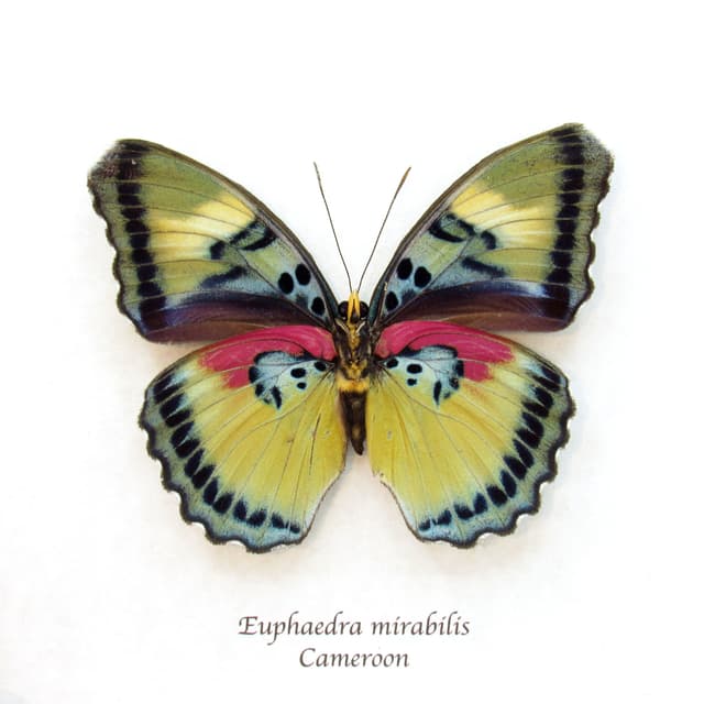 Rare Forester butterfly framed taxidermy - Euphaedra mirabilis - large female