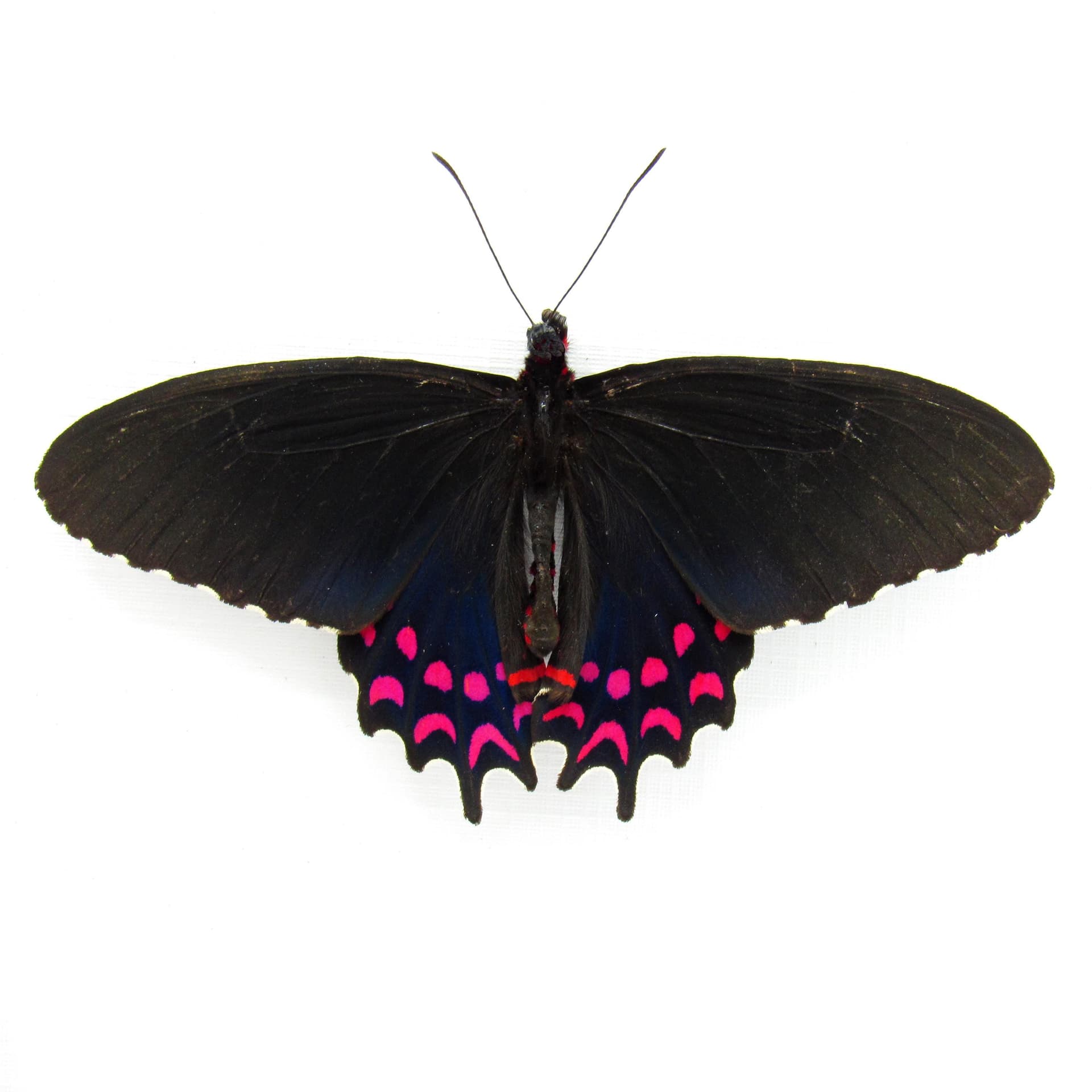 Rare iridescent Cattleheart butterfly framed taxidermy - Parides photinus - Victorian mount