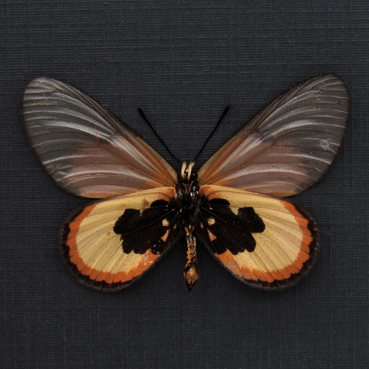 Real African Glasswing butterfly framed taxidermy - Acraea insignis - female