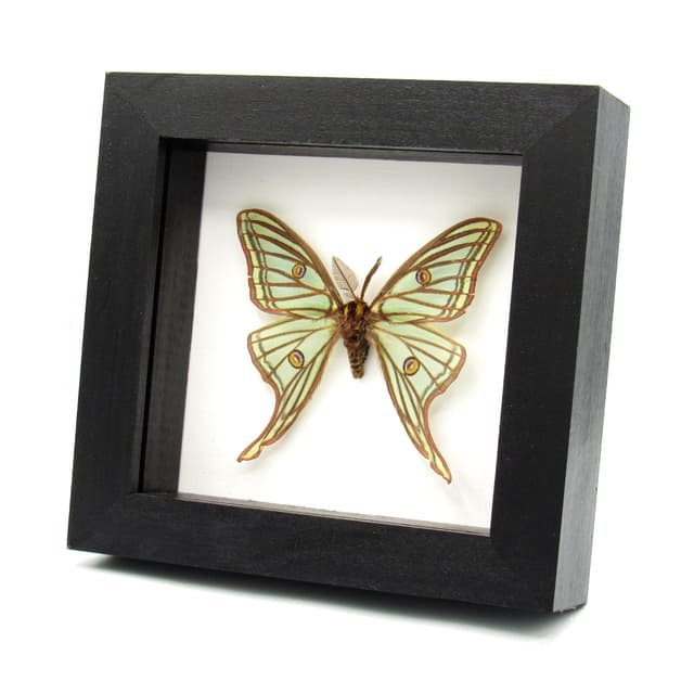 Rare Spanish Moon moth framed taxidermy - Graellsia isabellae