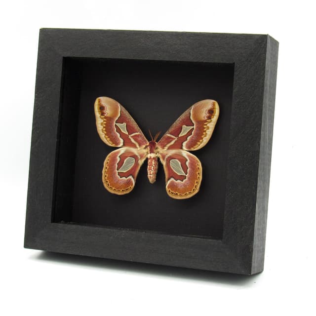Real Saturn moth framed taxidermy - Rothschildia jacobaeae - female