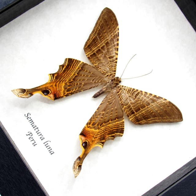 Rare Swallowtail moth framed taxidermy - Sematura luna
