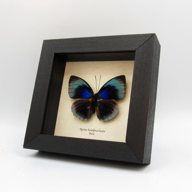 Rare metallic blue butterfly framed taxidermy - Agrias beatifica beata
