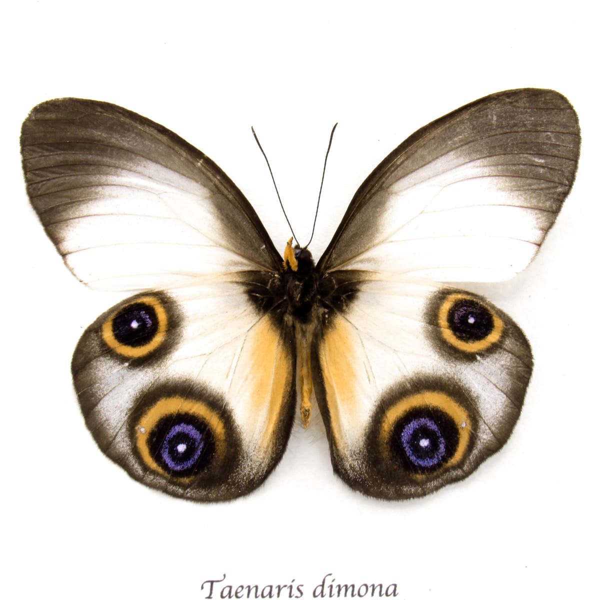 Rare Owl butterfly framed specimen - Taenaris dimona