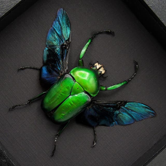 Large green African Scarab beetle framed taxidermy - Dicronorrhina derbyana oberthuri