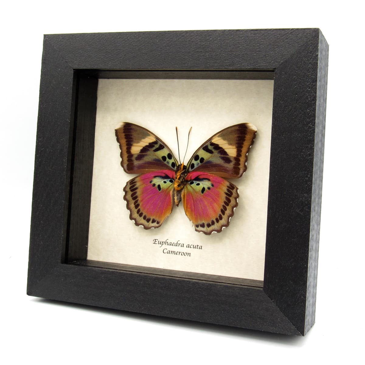 Real Pink forester butterfly framed taxidermy - Euphaedra acuta - large female