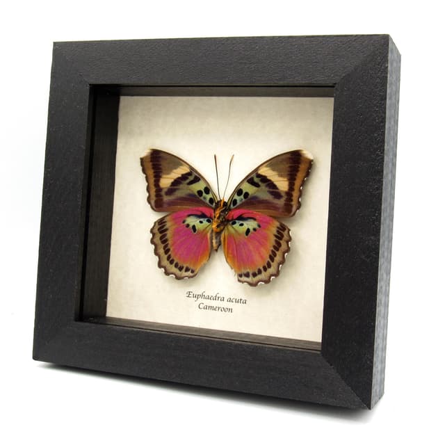 Real Pink forester butterfly framed taxidermy - Euphaedra acuta - large female