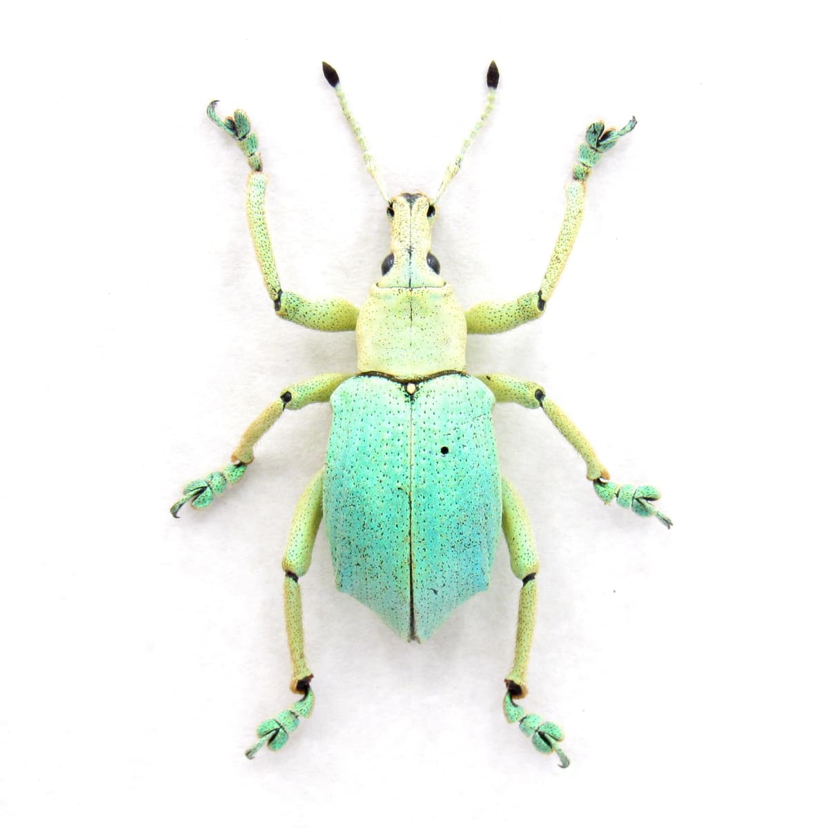 Rare weevil framed taxidermy - Eupholus bruyni