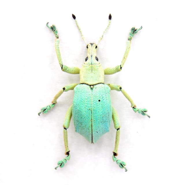 Rare weevil framed taxidermy - Eupholus bruyni