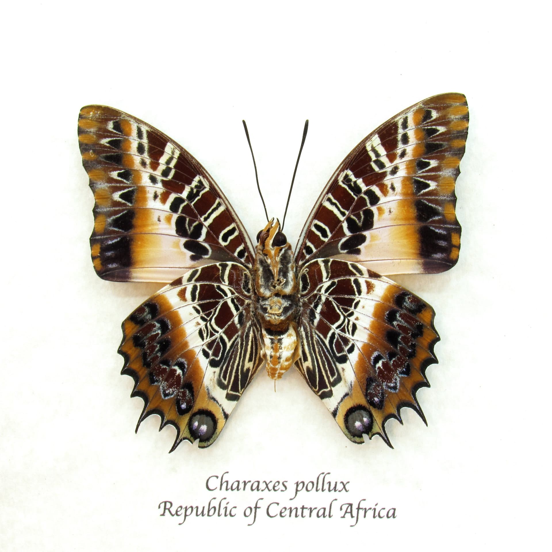 Real Black-bordered Charaxes butterfly framed taxidermy - Charaxes pollux