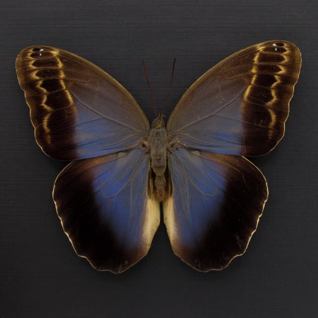 Real Giant Owl Butterfly framed taxidermy - Caligo illioneus