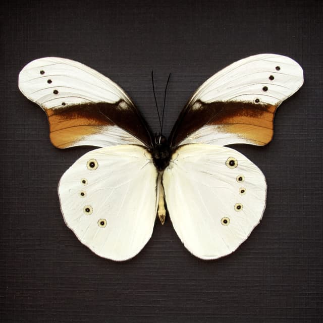 Rare white butterfly framed taxidermy - Morphotaenaris schoenbergi