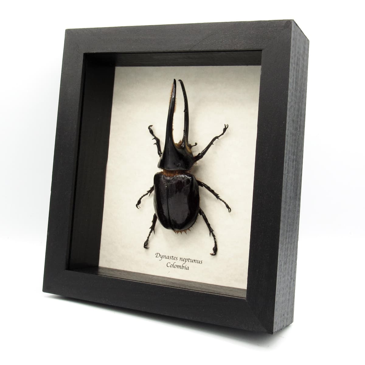 Real Giant Neptune beetle framed taxidermy - Dynastes neptunus