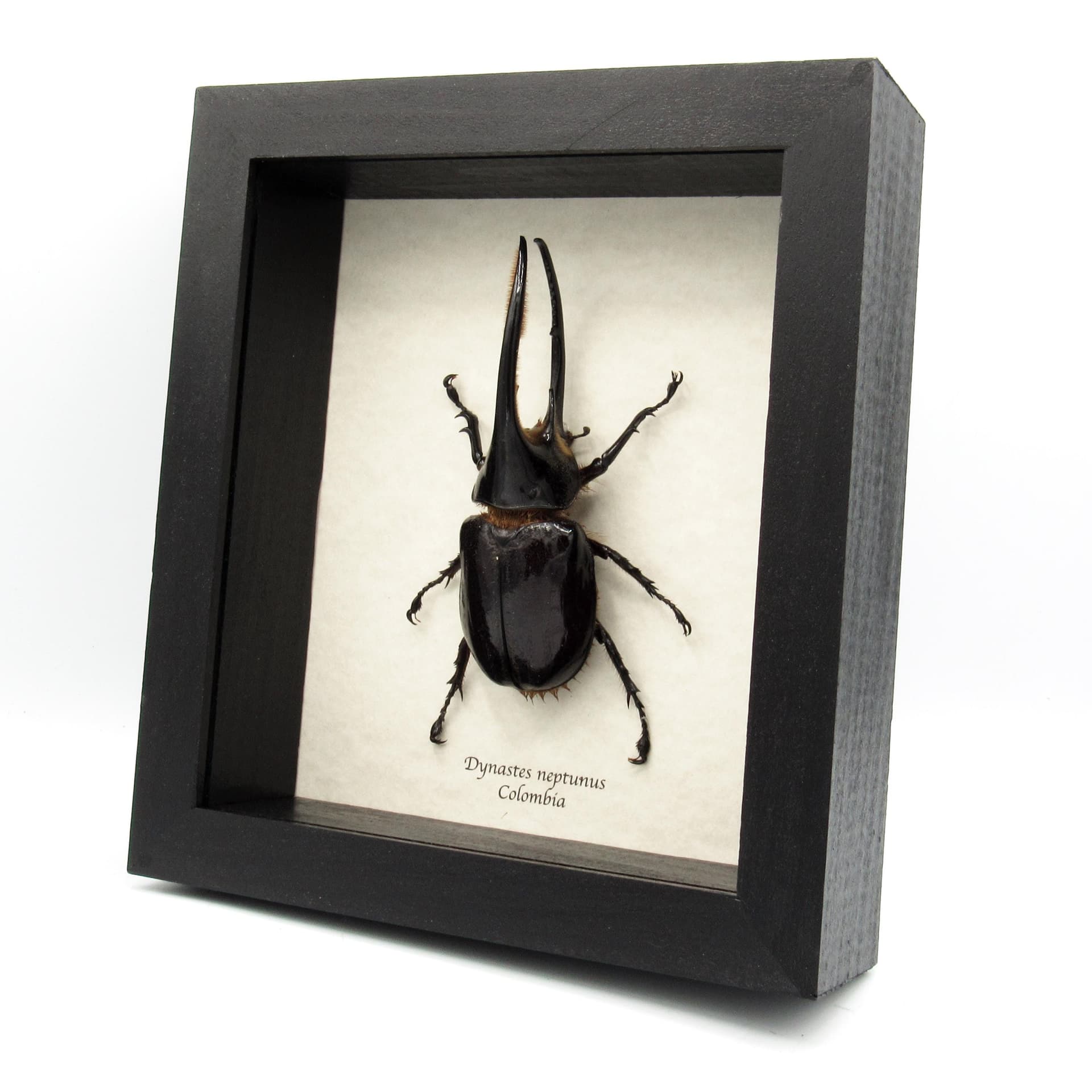 Real Giant Neptune beetle framed taxidermy - Dynastes neptunus