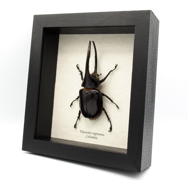 Real Giant Neptune beetle framed taxidermy - Dynastes neptunus