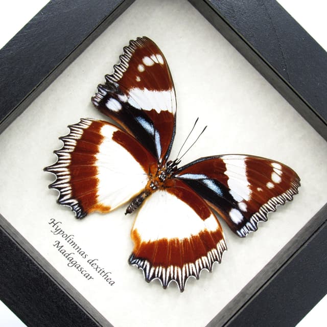 Real framed butterfly taxidermy - Hypolimnas dexithea - large female