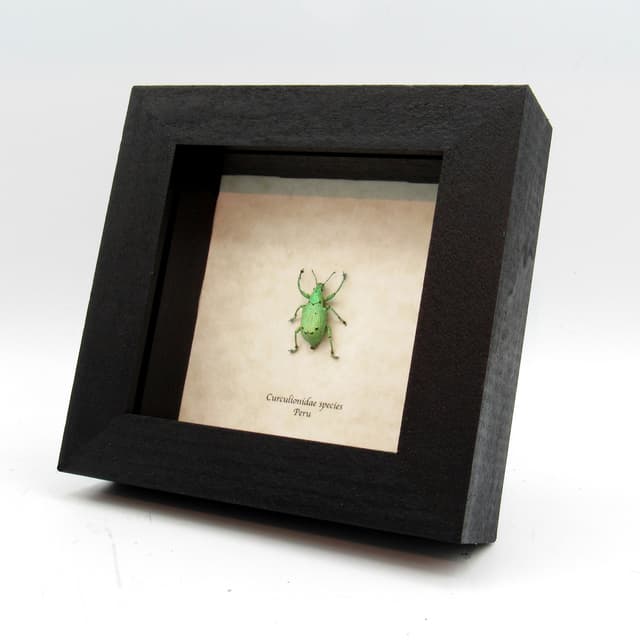 Rare glitter Weevil beetle framed taxidermy - Curculionidae species