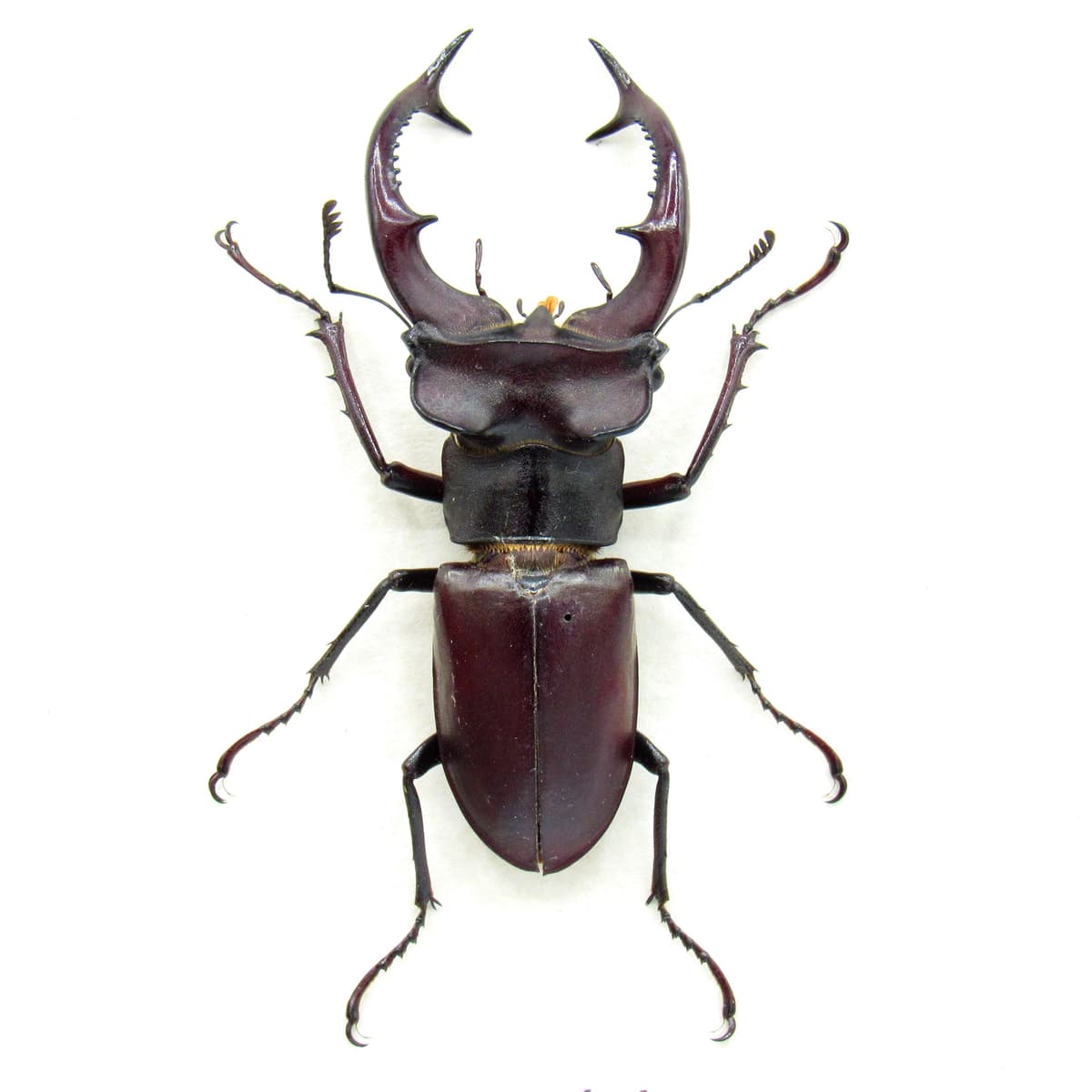 Rare American Giant Stag beetle framed specimen - Lucanus elaphus - XL size