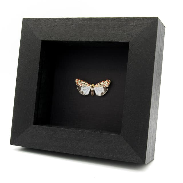 Real Crimson-speckled Flunkey moth framed taxidermy - Utetheisa pulchella