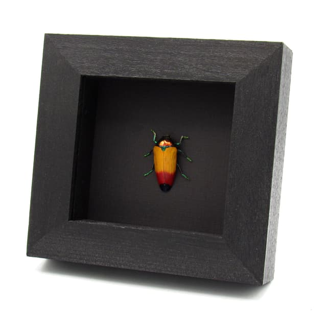 Real Rainbow beetle framed taxidermy - Metaxymorpha apicalis