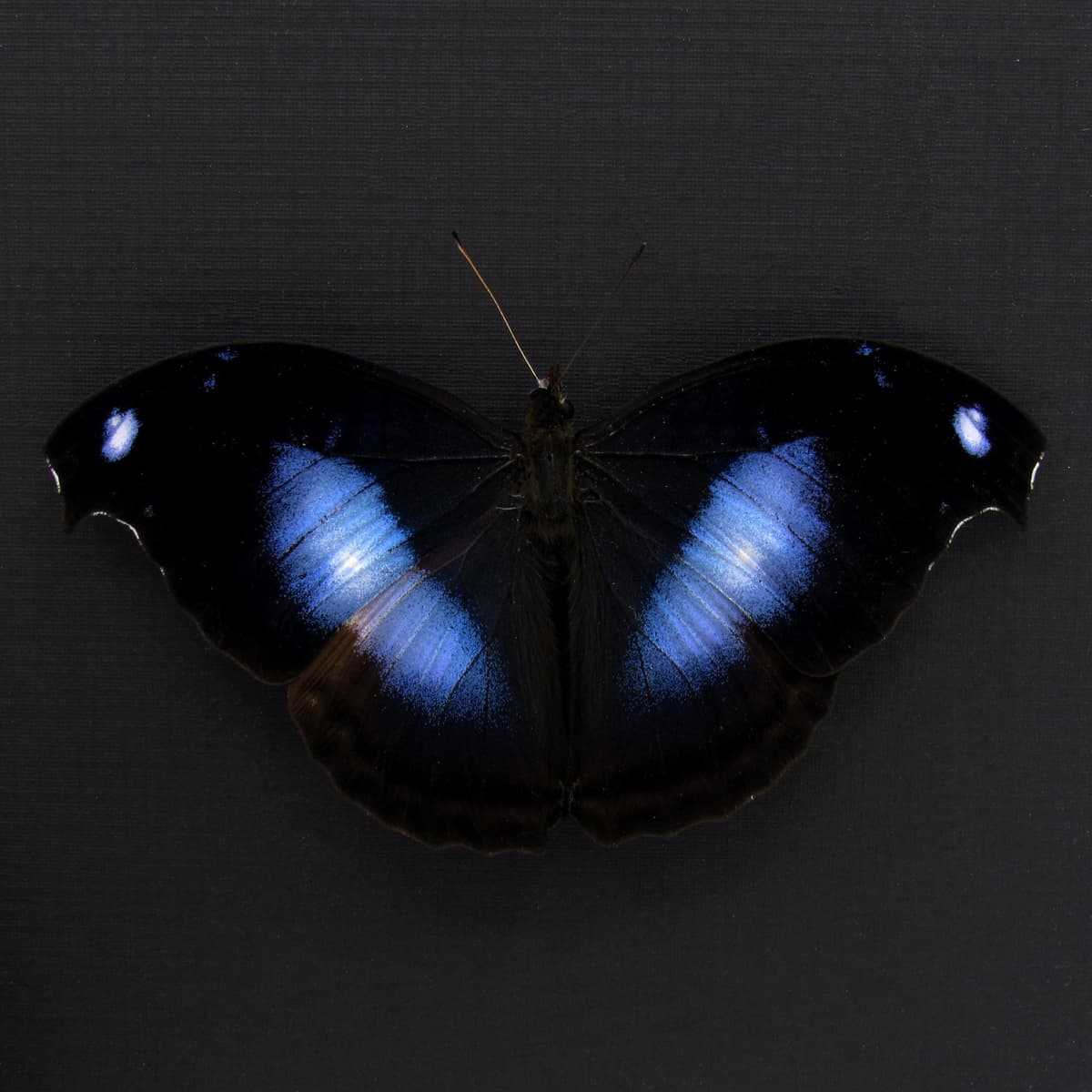 Real Great Blue Hookwing butterfly framed taxidermy - Napeocles jucunda - Victorian mount