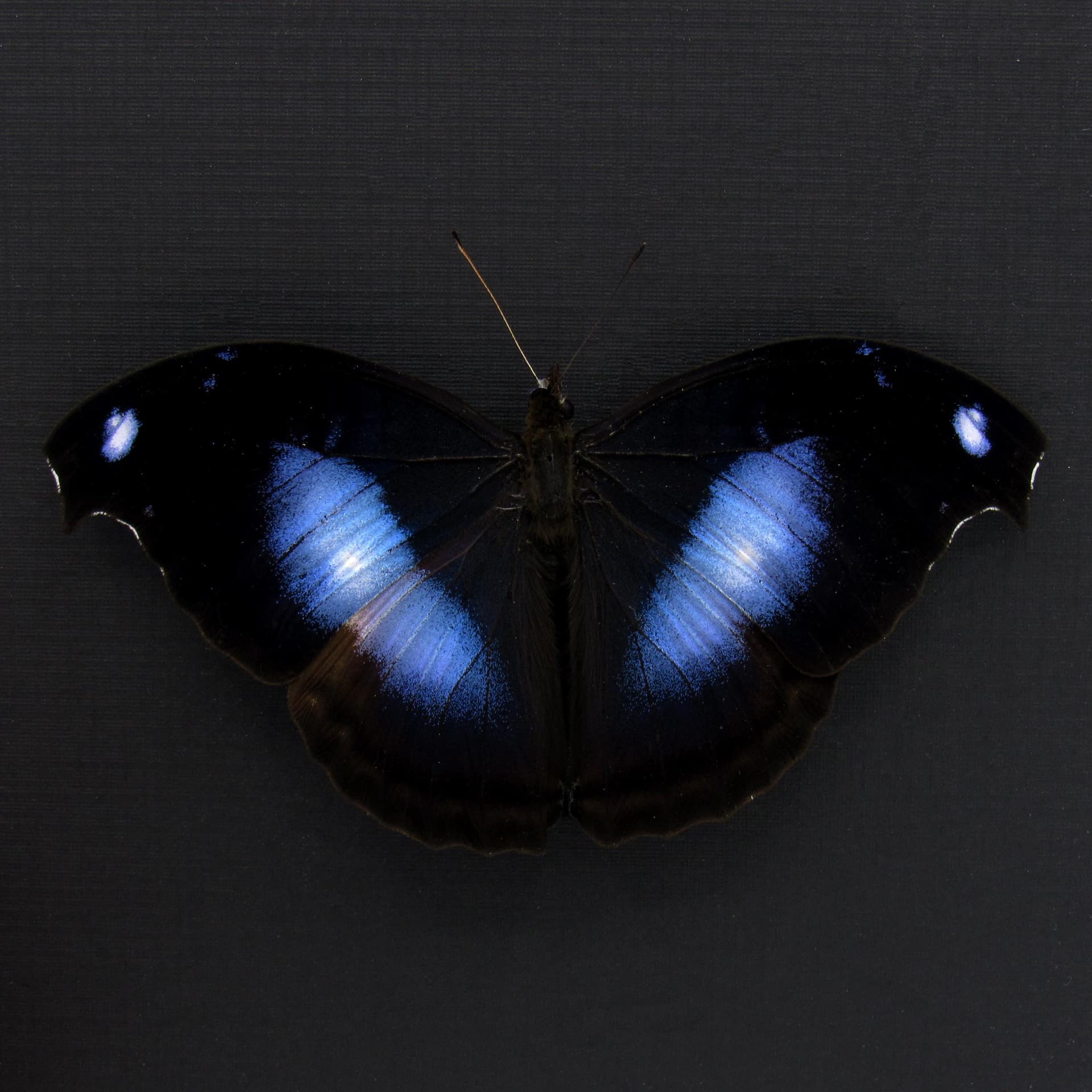 Real Great Blue Hookwing butterfly framed taxidermy - Napeocles jucunda - Victorian mount