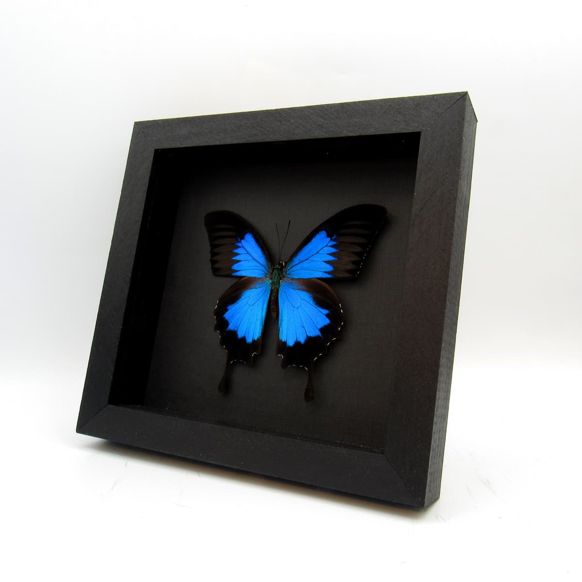 Real iridescent blue butterfly framed taxidermy - Papilio ulysses