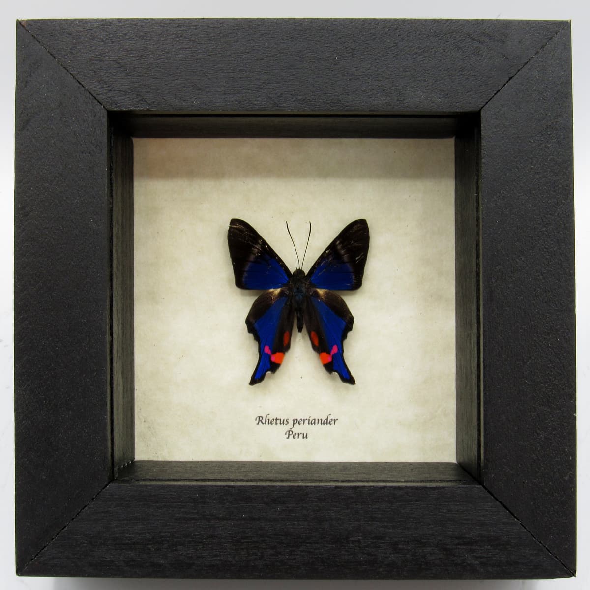 Real Metalmark butterfly framed taxidermy - Rhetus periander