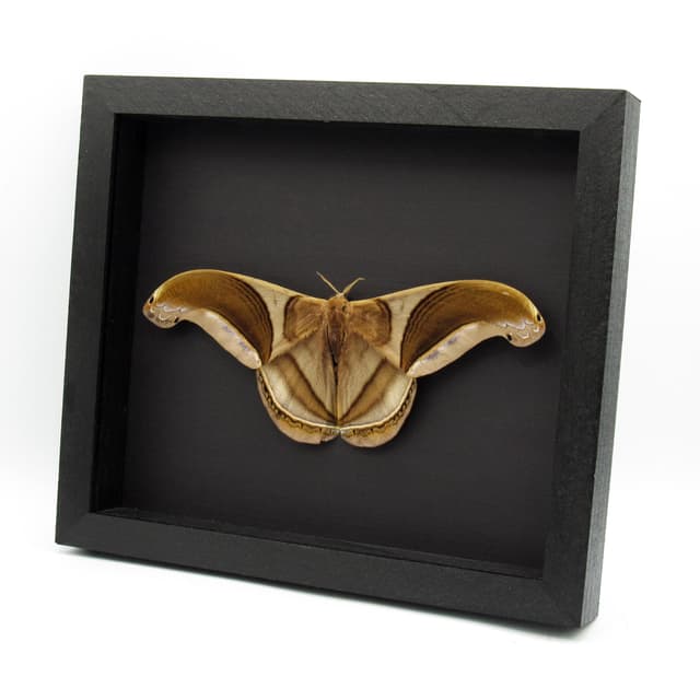 GIANT real Saturn moth framed taxidermy - Rhescyntis pseudomartii - Victorian mount