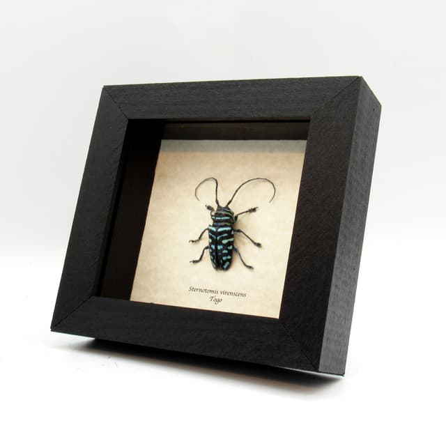 Real blue Longhorn beetle framed taxidermy - Sternotomis virenscens