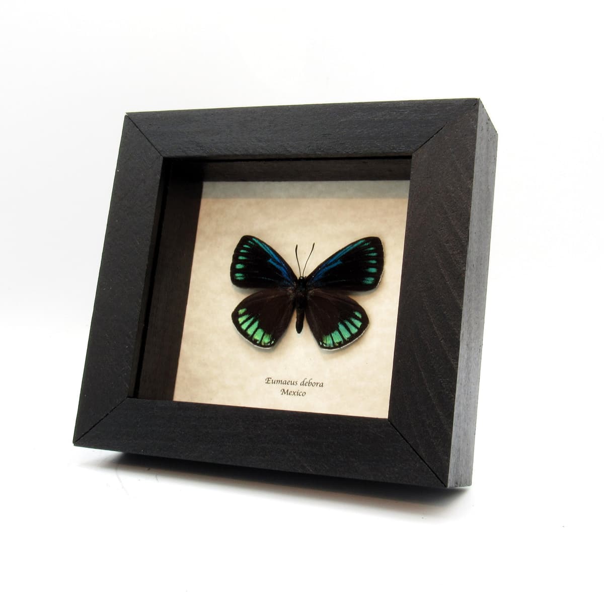 Real metallic Cycadian butterfly framed taxidermy - Eumaeus debora - female