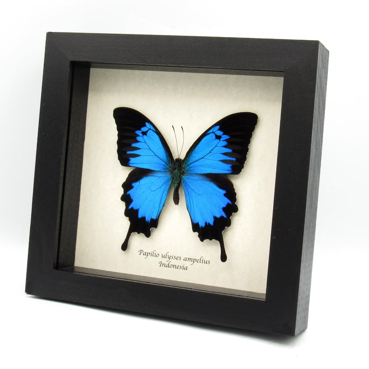 Real metallic blue butterfly framed taxidermy - Papilio ulysses ampelius - XL