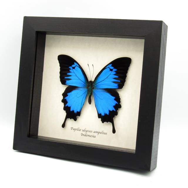 Real metallic blue butterfly framed taxidermy - Papilio ulysses ampelius - XL