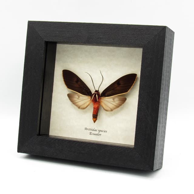 Real large Arctiid moth framed taxidermy - Arctiidae species