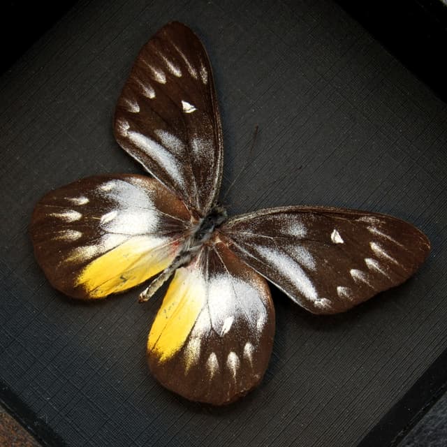 Real Black Delias butterfly framed taxidermy - Delias pasithoe