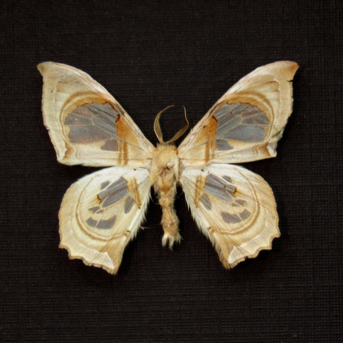 Tiny real moth framed taxidermy