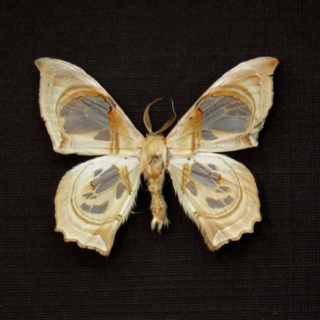 Tiny real moth framed taxidermy
