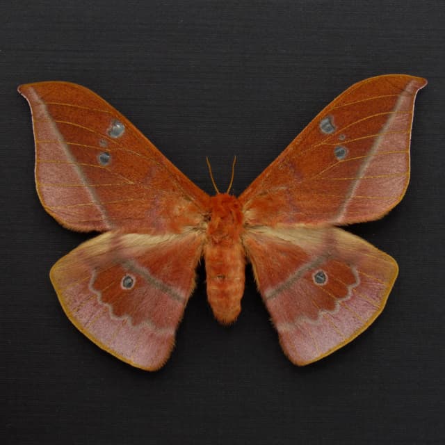 Rare Cricula Silkmoth framed taxidermy - Cricula andrei
