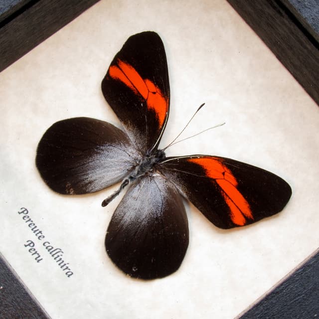 Real Red butterfly framed taxidermy -  Pereute callinira