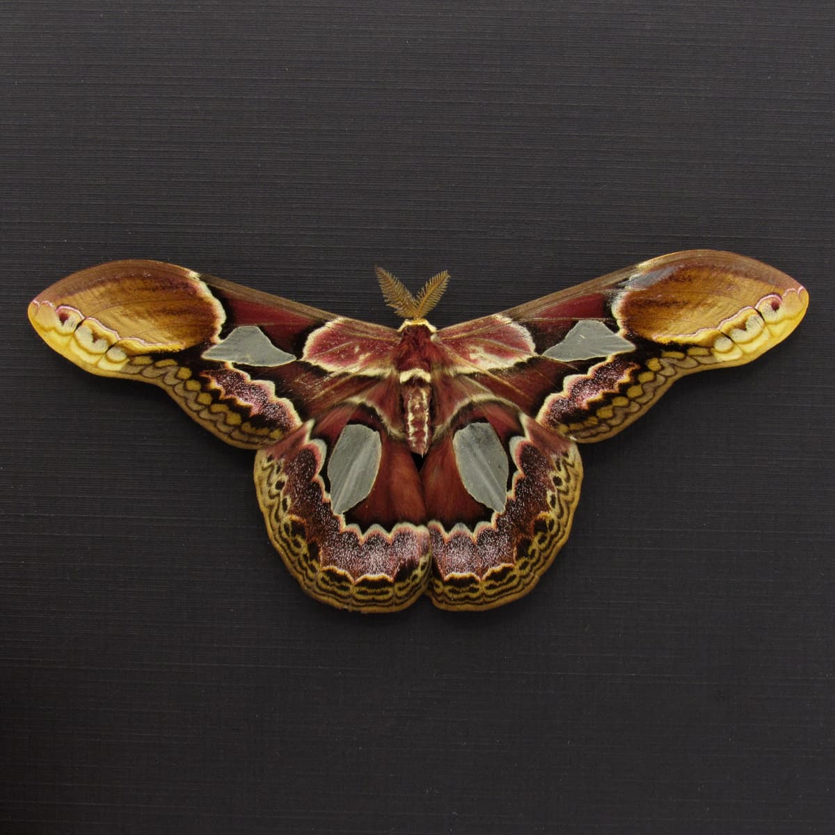 Real Rothschild's Silk moth framed taxidermy - Rothschildia erycina - Victorian mount