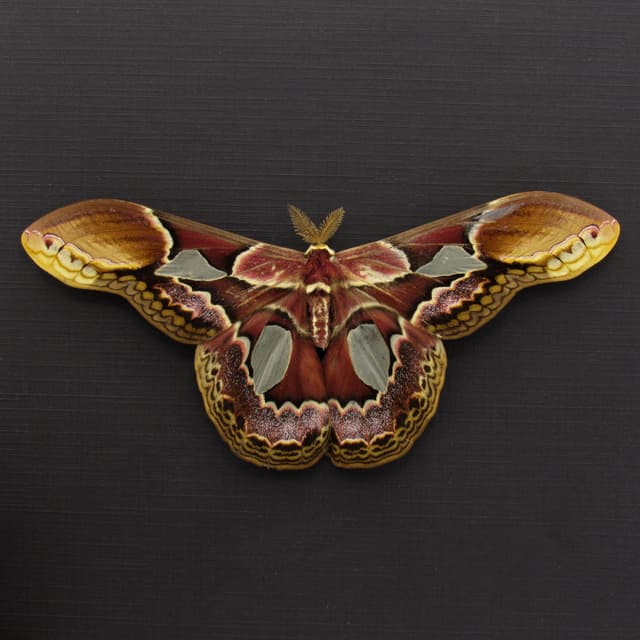 Real Rothschild's Silk moth framed taxidermy - Rothschildia erycina - Victorian mount