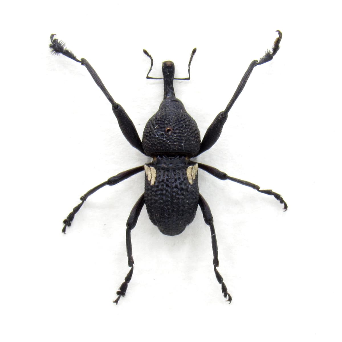 Real Weevil framed beetle taxidermy - Curculionidae species