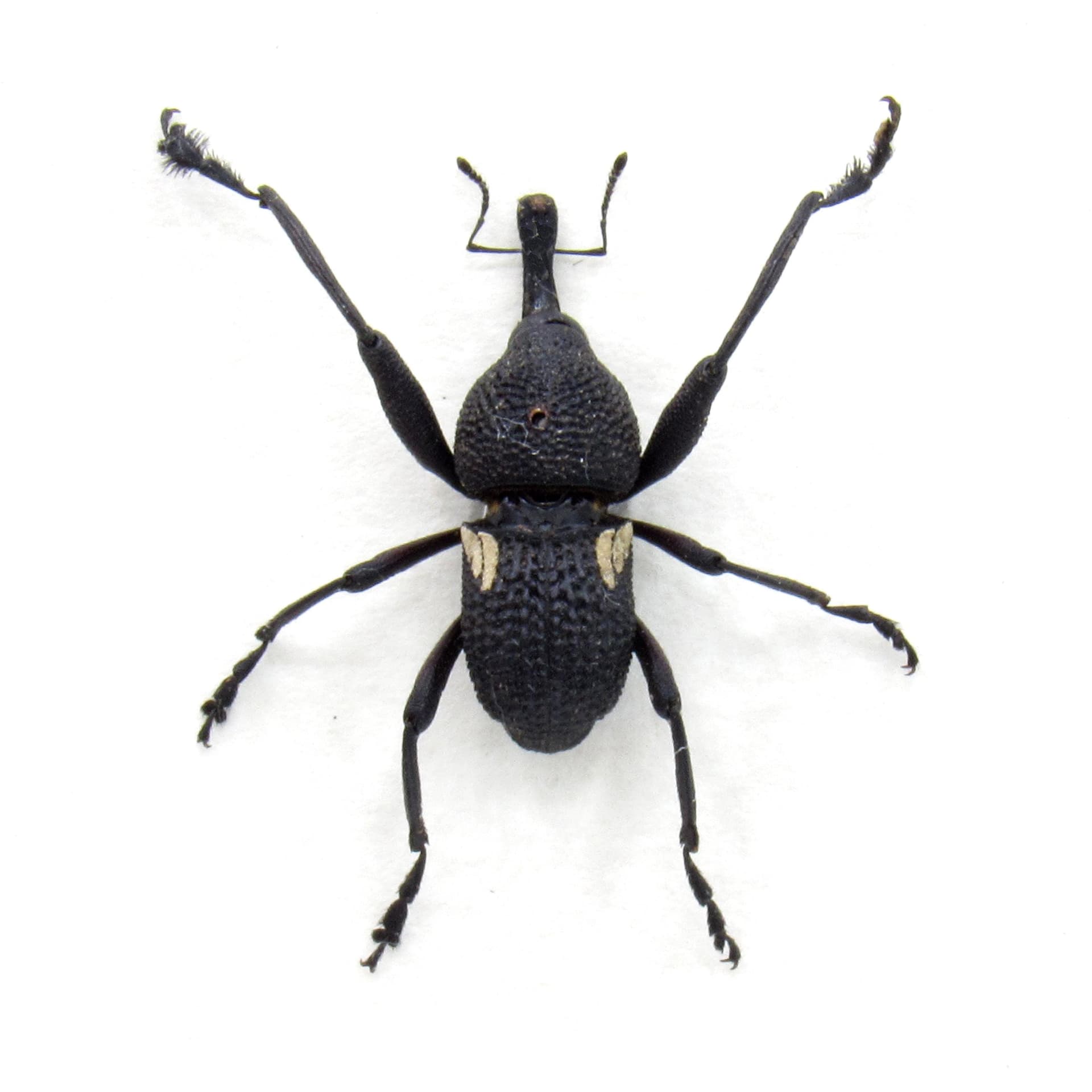 Real Weevil framed beetle taxidermy - Curculionidae species