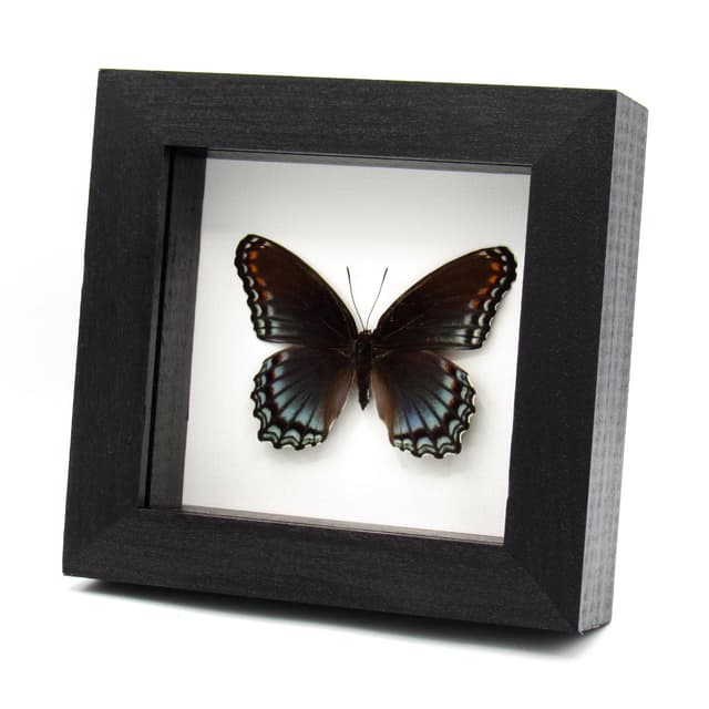 Large female "Red-spotted Purple" butterfly framed taxidermy - Limenitis arthemis astyanax