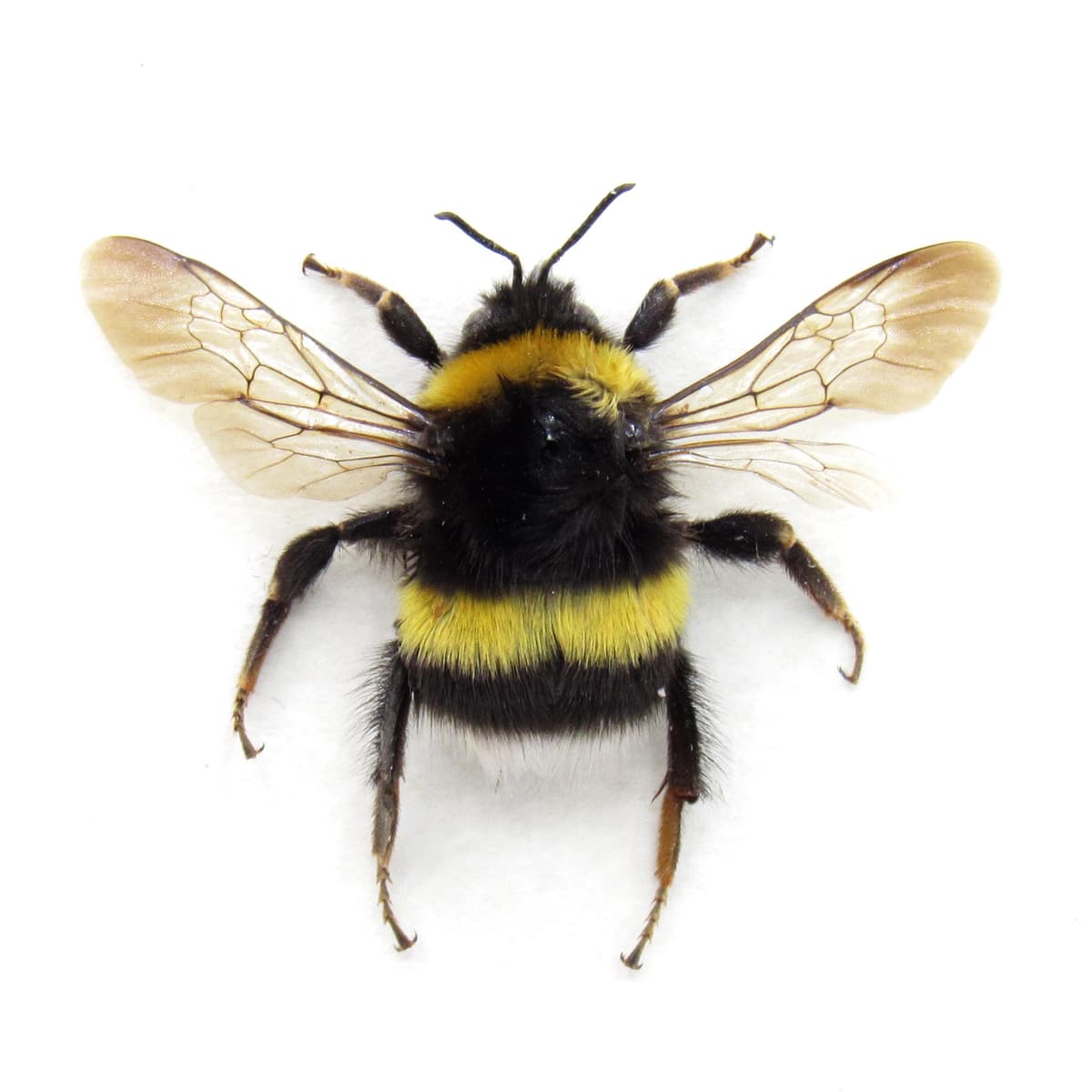 Real White Tailed Bumblebee framed taxidermy - Bombus lucorum