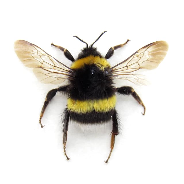 Real White Tailed Bumblebee framed taxidermy - Bombus lucorum