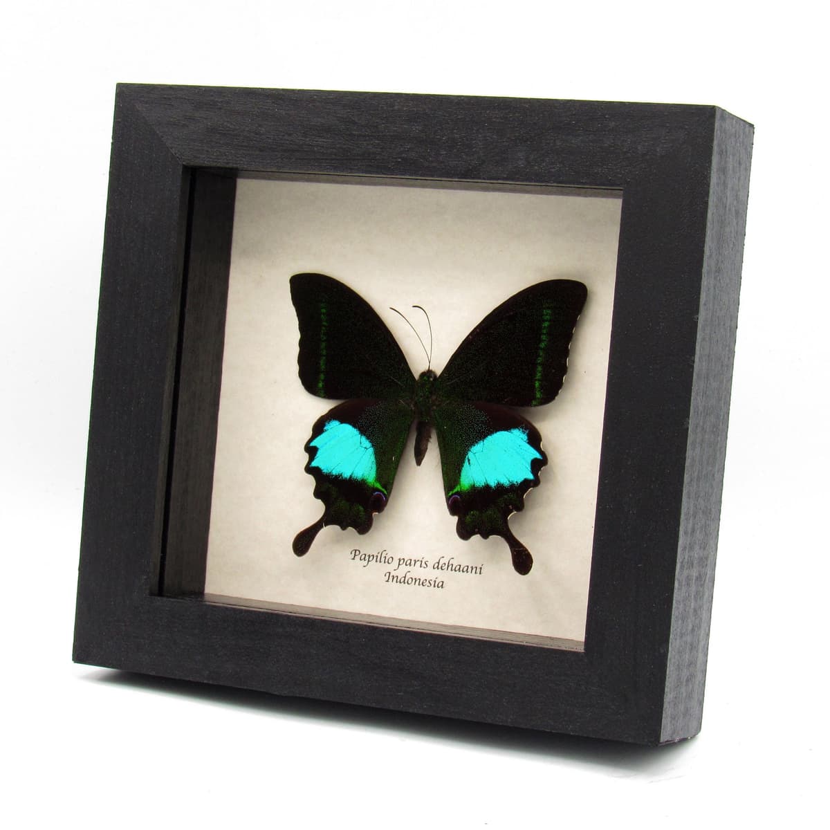 Real Peacock Swallowtail butterfly framed taxidermy - Papilio paris dehaani - rare subspecies