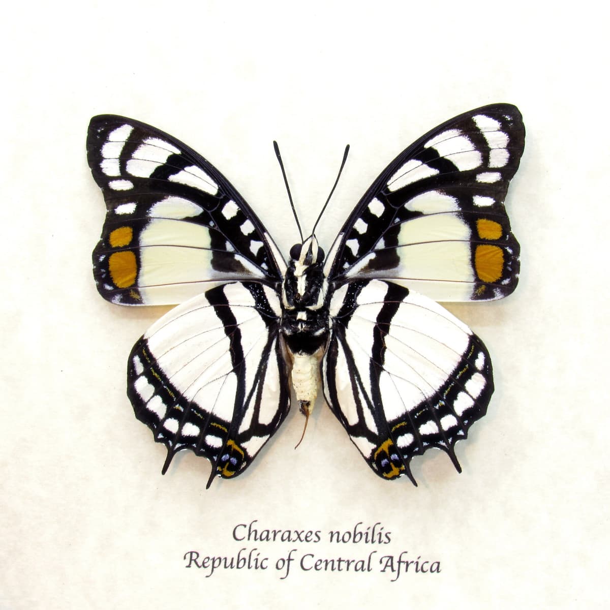 Real butterfly framed taxidermy - Charaxes nobilis